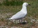 Chroicocephalus novaehollandiae (Silver Gull).jpg